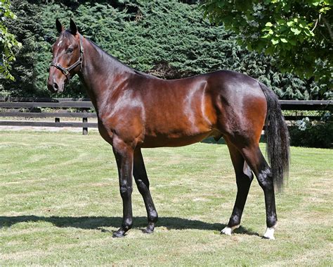 NZB Standardbred .